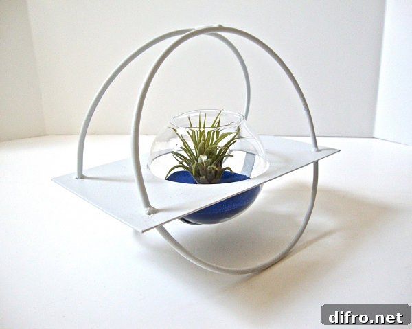 Modern air plant terrarium