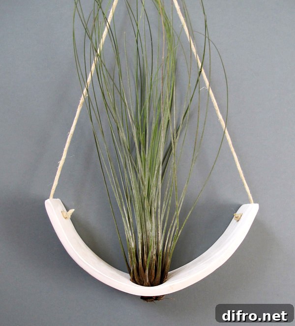 Hanging air plant cradle