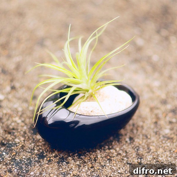 Black ceramic air plant holder