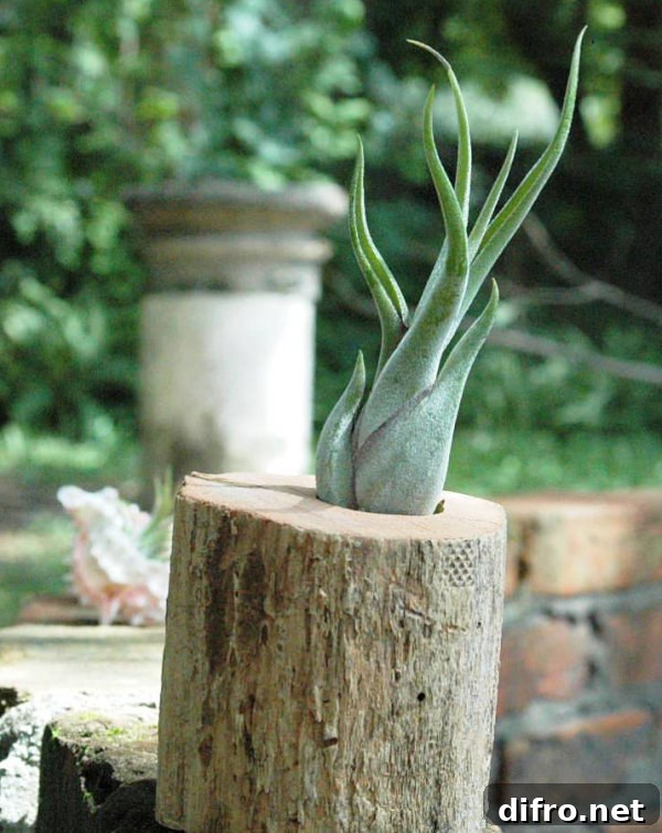Cedar stump air plant container